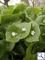 Springbeauty - Claytonia perfoliata Image: Brian Pitkin