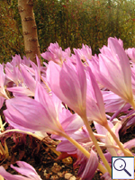 Meadow Saffron - Colchicum autumnale  Image: Brian Pitkin