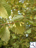 Hazel - Corylus avellana. Image: © Brian Pitkin
