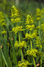 Crosswort - Cruciata laevipes. Image: © Linda Pitkin