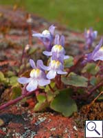 Ivy-leaved Toadflax - Cymbalaria muralis