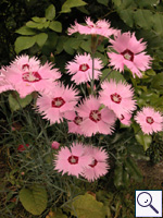 Garden Pink - Dianthus sp. Image:  Brian Pitkin