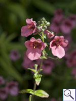 Diascia purpurea. Image: © Brian Pitkin