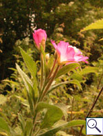 Great Willowherb - Epilobium hirsutum