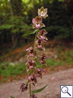 Broad-leaved Helleborine - Epipactis_helleborine. Image: © Brian Pitkin