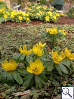 Winter Aconite - Eranthis hyemalis Image: Brian Pitkin