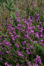 Bell Heather - Erica cinerea. Image: © Linda Pitkin