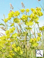 Spurge - Euphorbia Image: Brian Pitkin