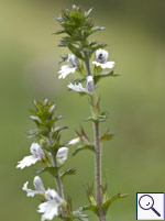 Common Eybright - Euphrasia nemorosa. Image: © Brian Pitkin