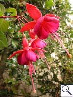 Fuschia - Fuschia  Image: Brian Pitkin