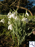 Snowdrop - Galanthus nivalis  Image: Brian Pitkin