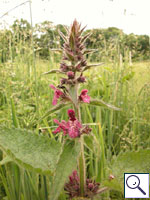 Red Hemp-nettle - Galeopsis angustifolia Image: Brian Pitkin