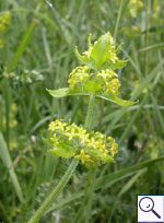 Crosswort - Cruciata laevipes Image: Brian Pitkin