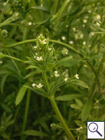 Corn cleavers - Galium tricornatum. Image: © Brian Pitkin