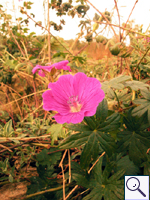 Bloody Crane's-bill - Geranium sanguineum Image: Brian Pitkin