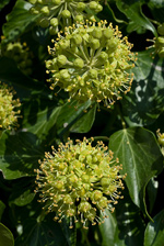 Ivy - Hedera helix. Image: © Linda Pitkin