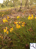 Horseshoe Vetch - Hippocrepis comosa. Image: © Brian Pitkin