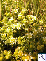 Sea Sandwort - Honckenya peploides. Image: © Brian Pitkin