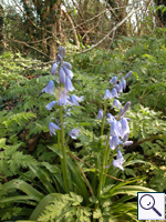 Bluebell - Hyacinthoides non-scripta Image: Brian Pitkin