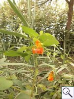 Orange Balsam - Impatiens capensis Image: Brian Pitkin