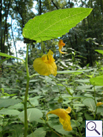 Touch-me-not balsam - Impatiens noli-tangere Image: Brian Pitkin