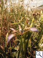 Stinking Iris - Iris foetidissimus Image: Brian Pitkin