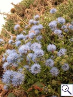 Sheep's-bit - Jasione montana. Image: © Brian Pitkin