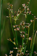 Sharp-flowered Rush - Juncus acutiflorus. Image: © Linda Pitkin