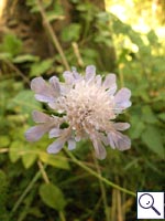 Field Scabious - Knautia arvensis. Image: © Brian Pitkin