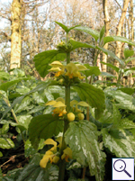 Yellow Archangel - Lamiastrum galeobdolon. Image: © Brian Pitkin