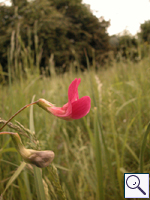 Grass vetch - Lathyrus nissolia Image: Brian Pitkin