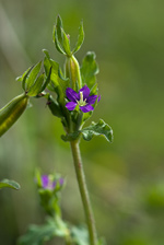 Venus's-looking-glass - Legousia hybrida. Image: © Linda Pitkin