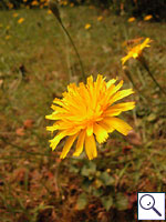 Autumn Hawkbit - Leontodon autumnalis. Image: © Brian Pitkin