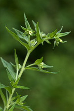Common Gromwell - Lithospermum officinale. Image: © Linda Pitkin