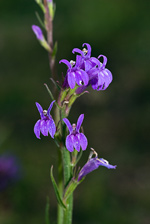 Heath Lobelia - Lobelia urens. Image: © Linda Pitkin