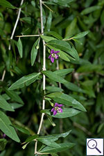 Duke of Argyll's Teaplant - Lycium barbarum. Image: © Brian Pitkin