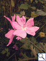 Musk mallow - Malva moschata  Image: Brian Pitkin