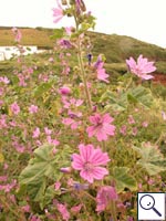 Common Mallow - Malva sylvestris. Image: © Brian Pitkin