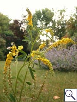 Ribbed Melilot - Melilotus officinalis. Image: © Brian Pitkin