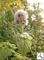 Water Mint - Mentha arvensis. Image: © Brian Pitkin