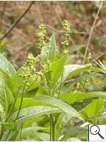 Dog's Mercury - Mercurialis perennis. Image: © Brian Pitkin