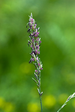 Purple Moor-grass - Molinia caerulea. Image: © Linda Pitkin