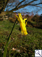 Cyclamen-flowered Daffodil - Narcissus cyclamineus Image: Brian Pitkin