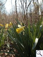 Wild Daffodil - Narcissus pseudonarcissus. Image: © Brian Pitkin