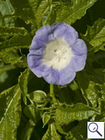 Apple-of-Peru - Nicandra physaloides. Image: © Brian Pitkin