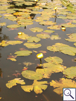 Yellow Water-lily - Nuphar lutea. Image: © Brian Pitkin