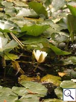 White Water-lily - Nymphaea alba. Image: © Brian Pitkin