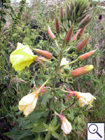Common Evening-primrose - Oenothera biennis