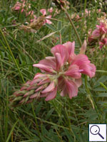 Sainfoin - Onobrychis vicifolia. Image: © Brian Pitkin