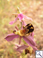 Bee orchid - Ophrys apifera Image: Brian Pitkin